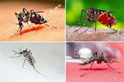 بیماری تب دِنگی (Dengue fever) چیست و عوارض و خطرات آن چگونه است ؟
