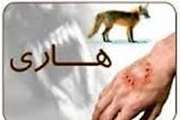 از ابتدای سال ۱۴۰۴ تاکنون، قریب به ۴۰۰ مورد حیوان‌گزیدگی به واحد مراقبت و پیشگیری از هاری دزفول مراجعه کرده‌اند.